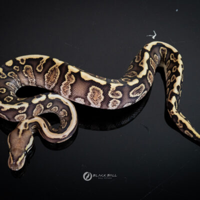 0.1 GHI Redstrip Spotnose Fire 100%Het Clown