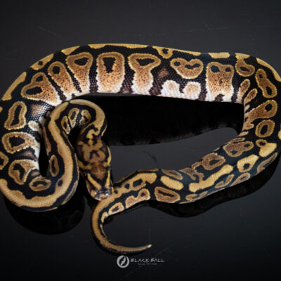 0.1 Redstrip Spotnose YB 100% Het Clown