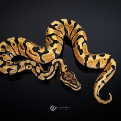 1.0 Redstrip Enchi Special Spotnose 100%Het Clown