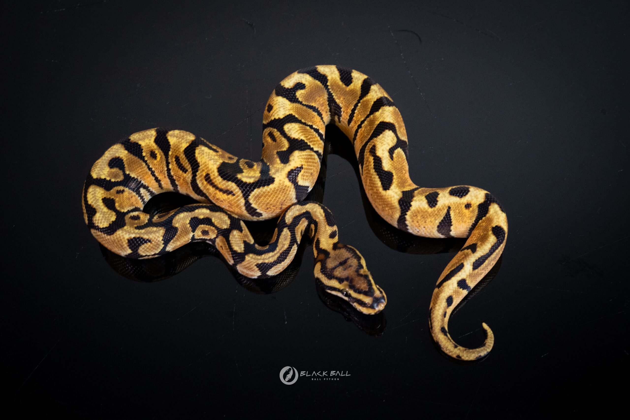 1.0 Redstrip Enchi Special Spotnose 100%Het Clown