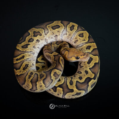 1.0 GHI Redstrip Special Fire Clown