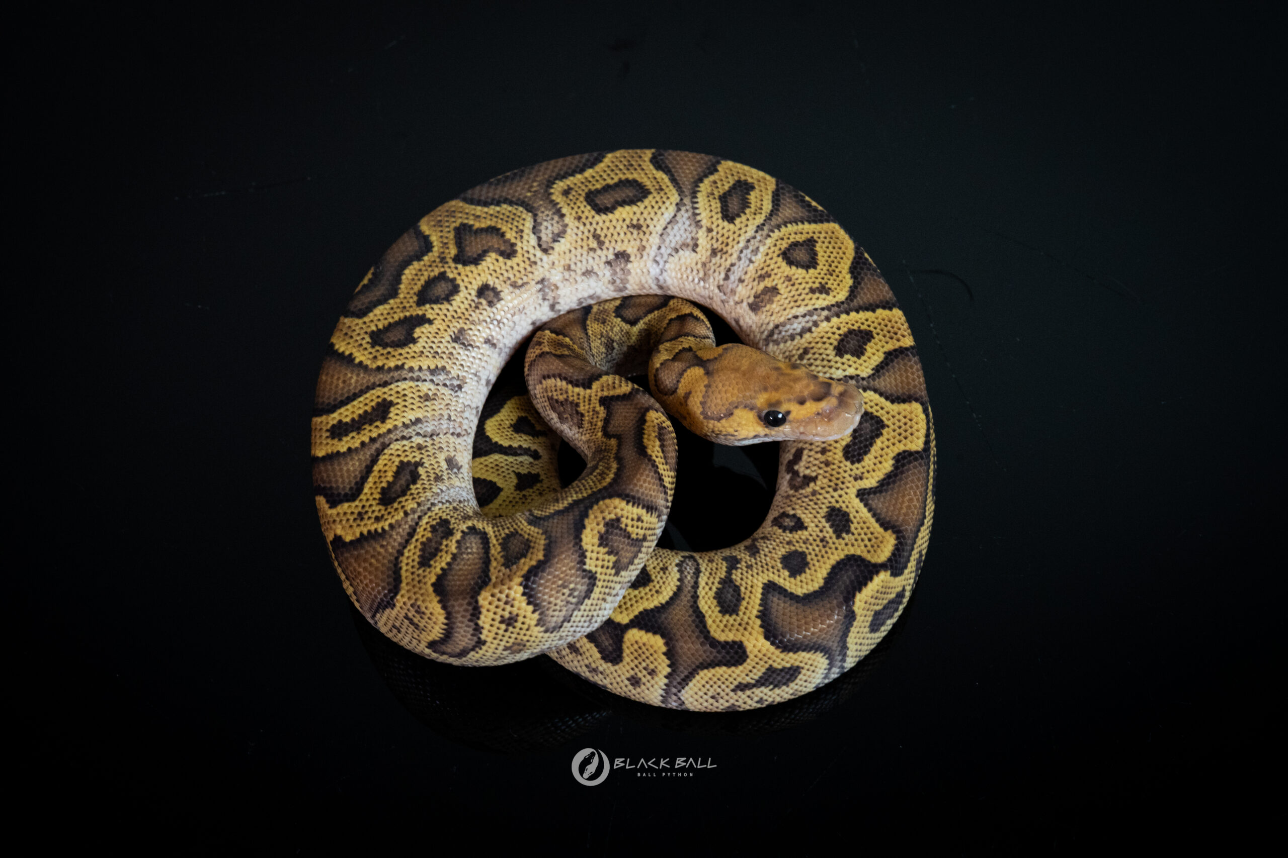 1.0 GHI Redstrip Special Fire Clown