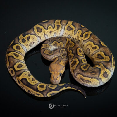 0.1 GHI Redstrip Special Fire Clown