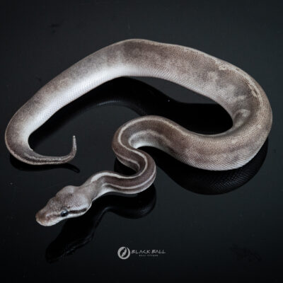 0.1 Black Head GHI Leopard Phantom Pastel 100%Het Clown