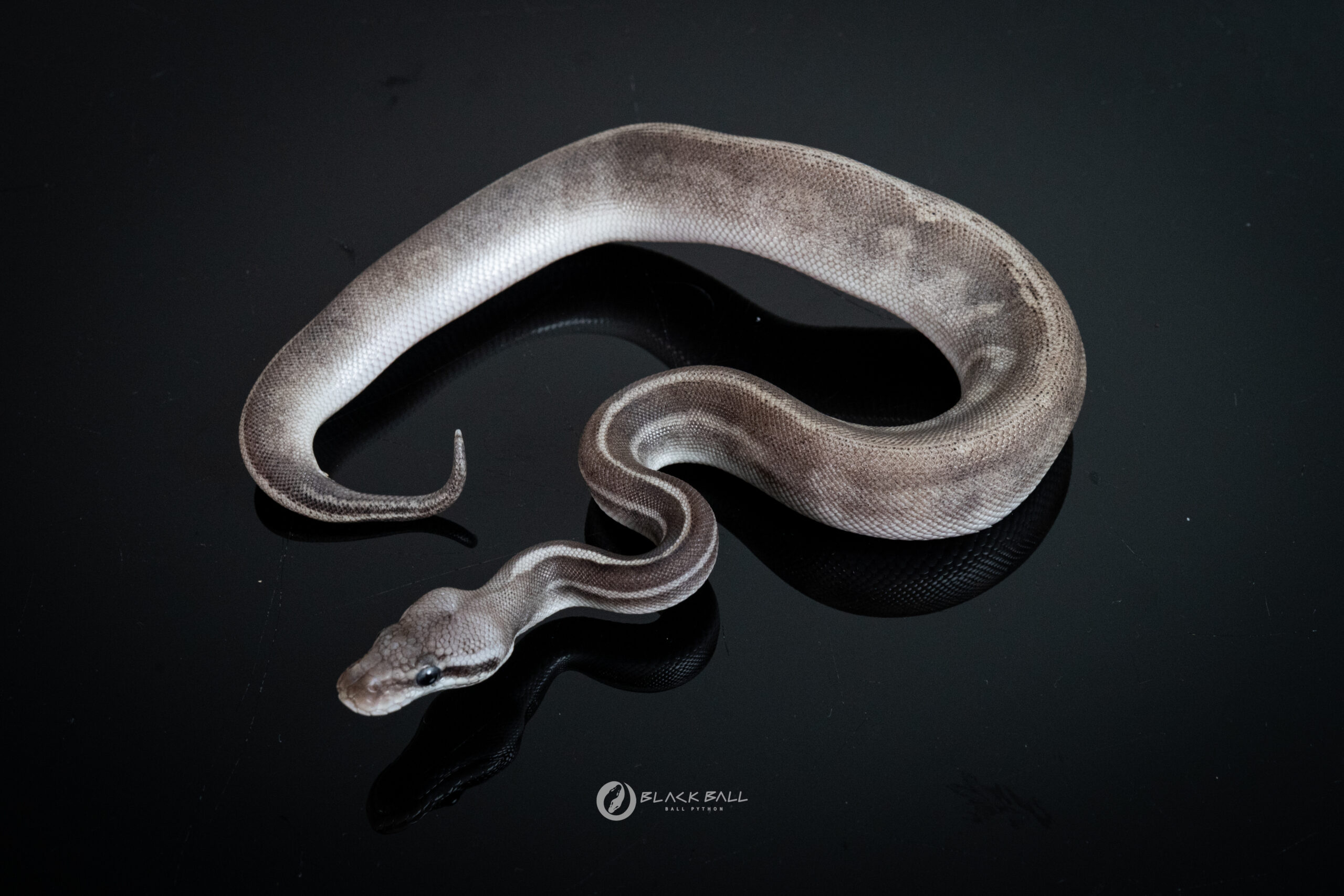 0.1 Black Head GHI Leopard Phantom Pastel 100%Het Clown