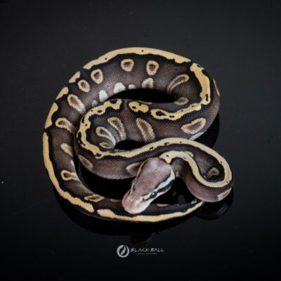 0.1 Black Head GHI Redstrip Phantom Pastel 100%Het Clown