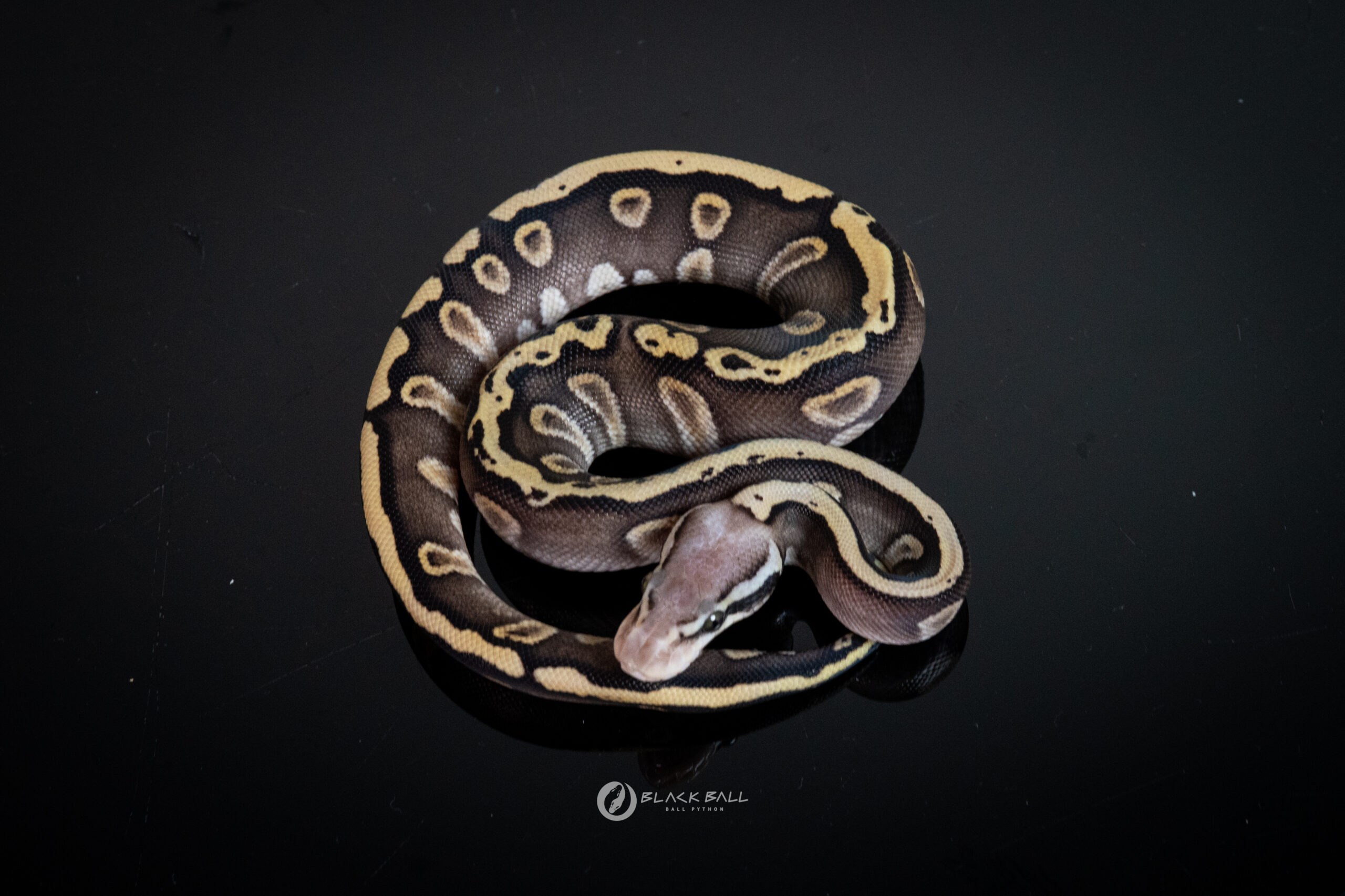0.1 Black Head GHI Redstrip Phantom Pastel 100%Het Clown