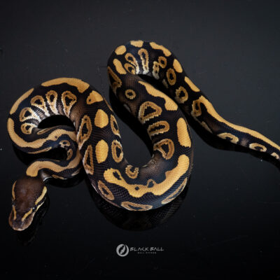 1.0 Redstrip Phantom 100%Het Clown