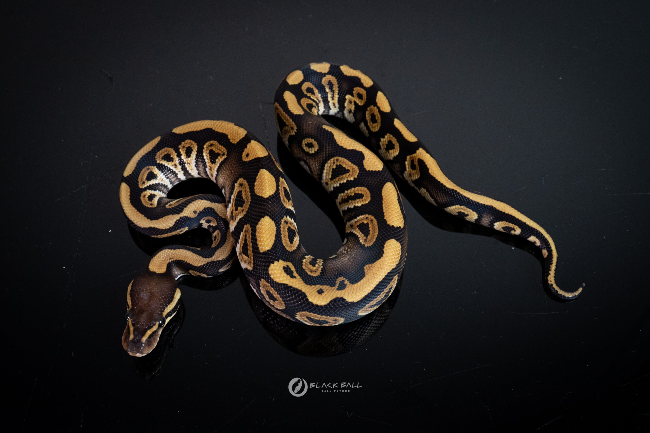 1.0 Redstrip Phantom 100%Het Clown