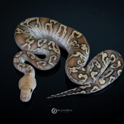 1.0 Cypress GHI Fire Clown