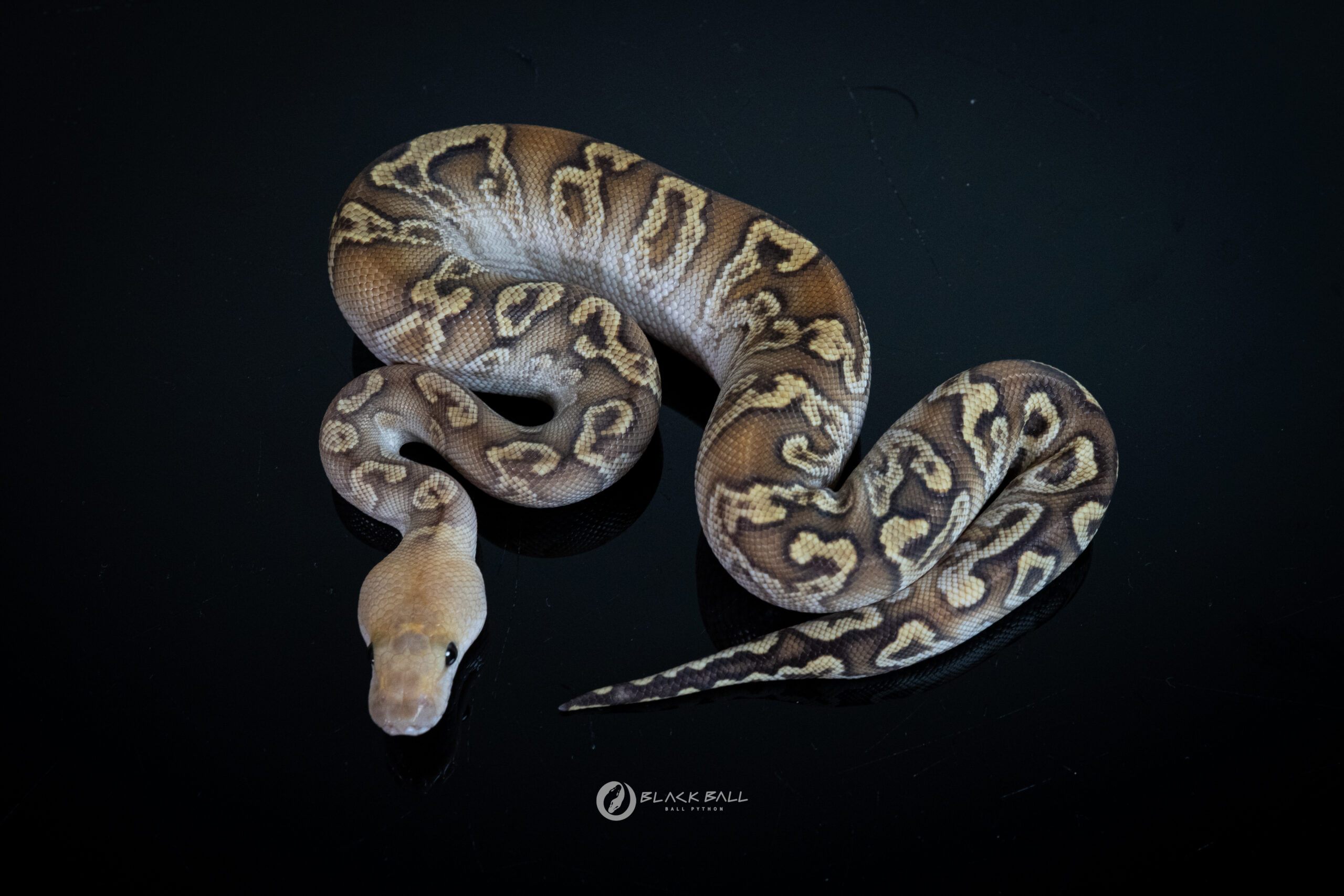 1.0 Cypress GHI Fire Clown