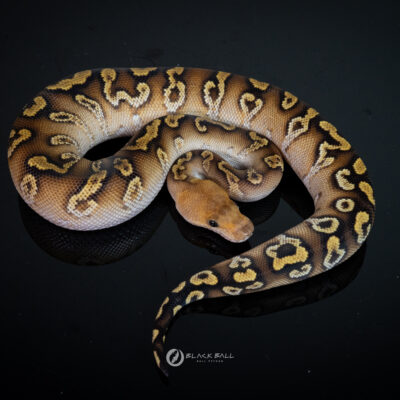 0.1 Cypress GHI YB Clown