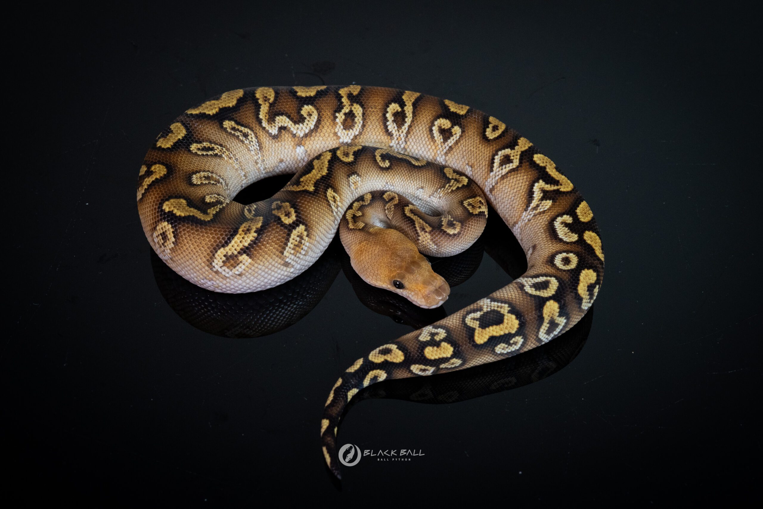 0.1 Cypress GHI YB Clown