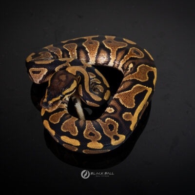 0.1 Redstrip YB Het Clown