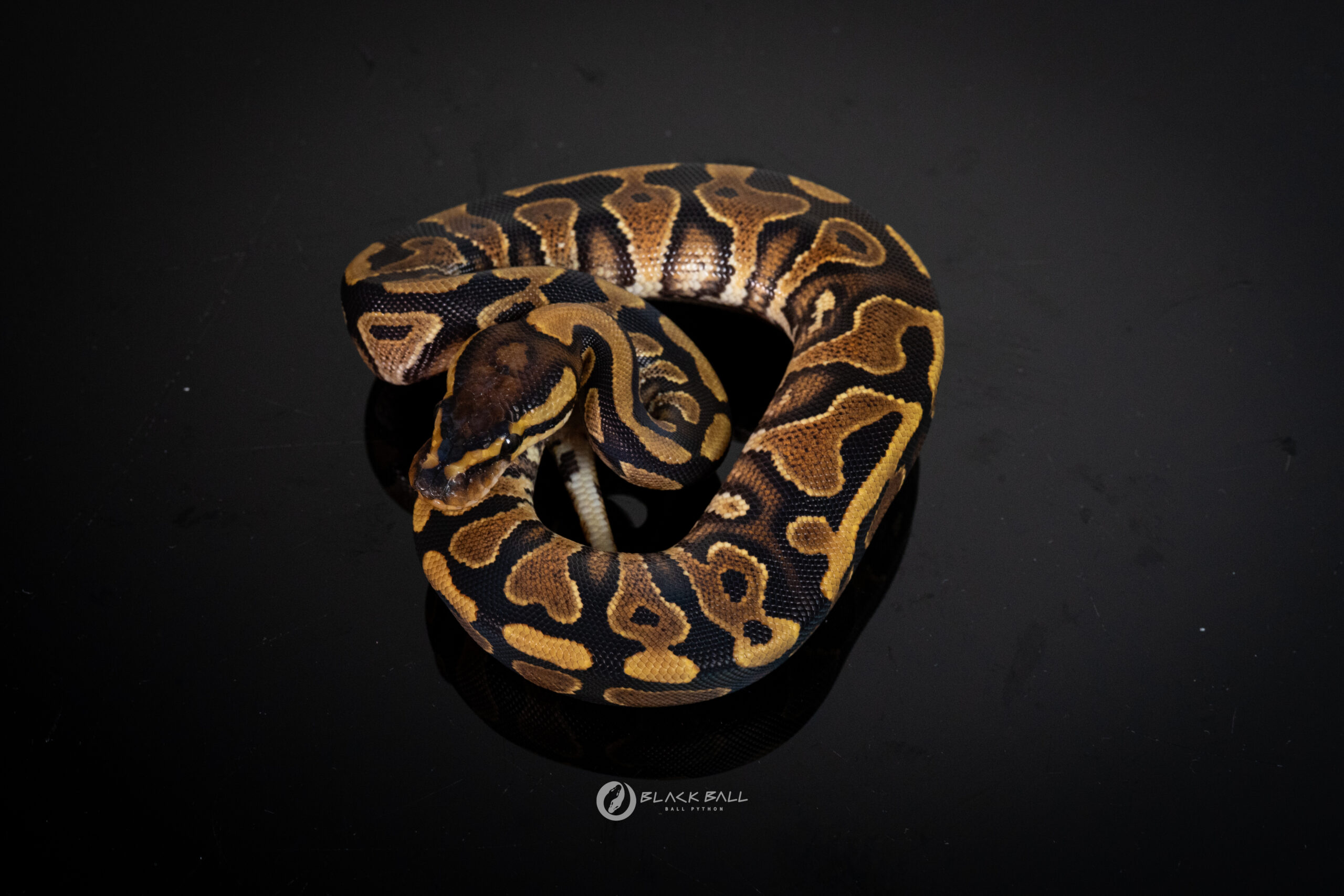 0.1 Redstrip YB Het Clown