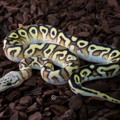 1.0 Cypress Special Spotnose Pastel Clown