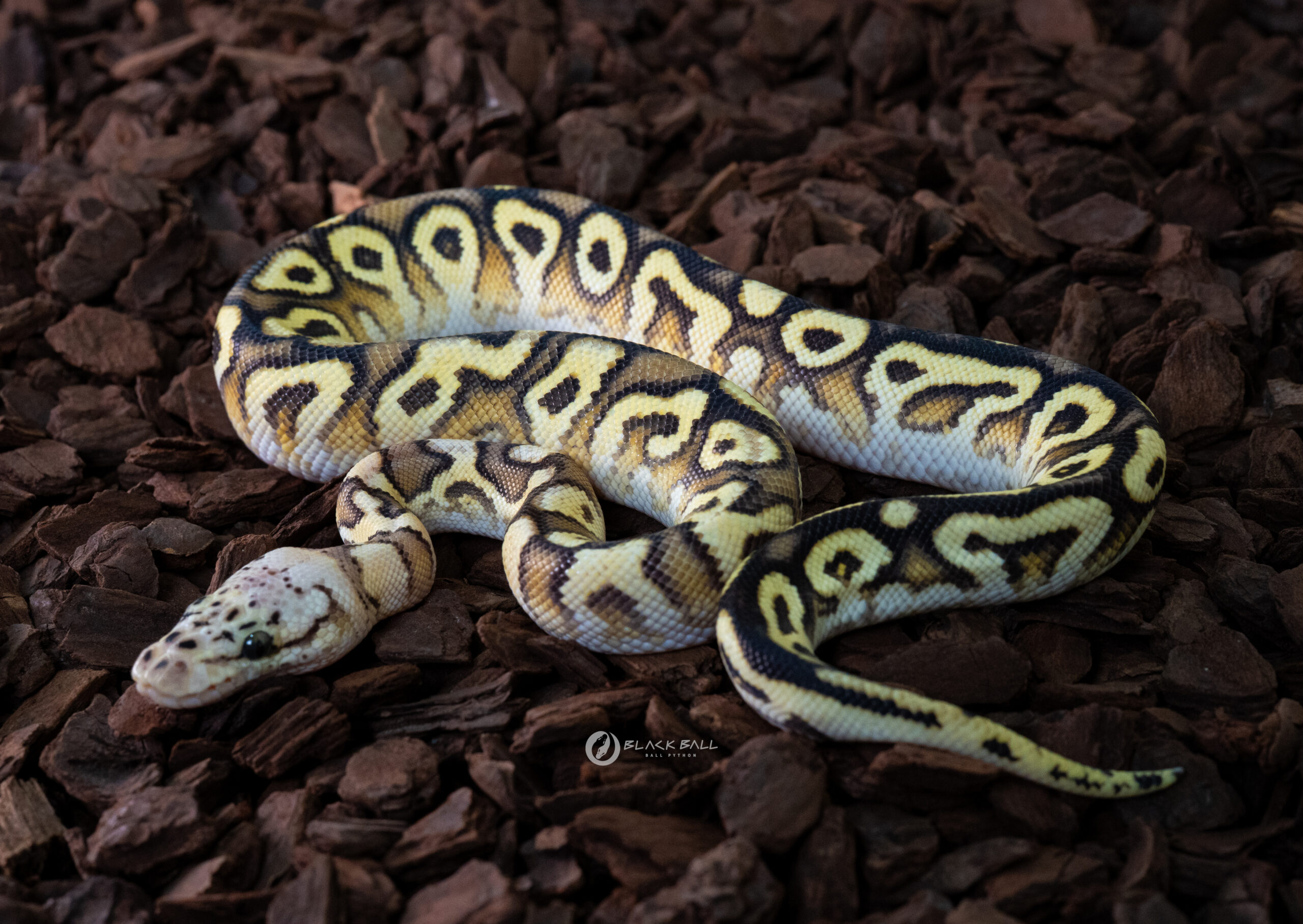 1.0 Cypress Special Spotnose Pastel Clown