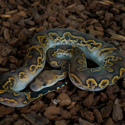 0.1 GHI Black Head Redstripe Clown