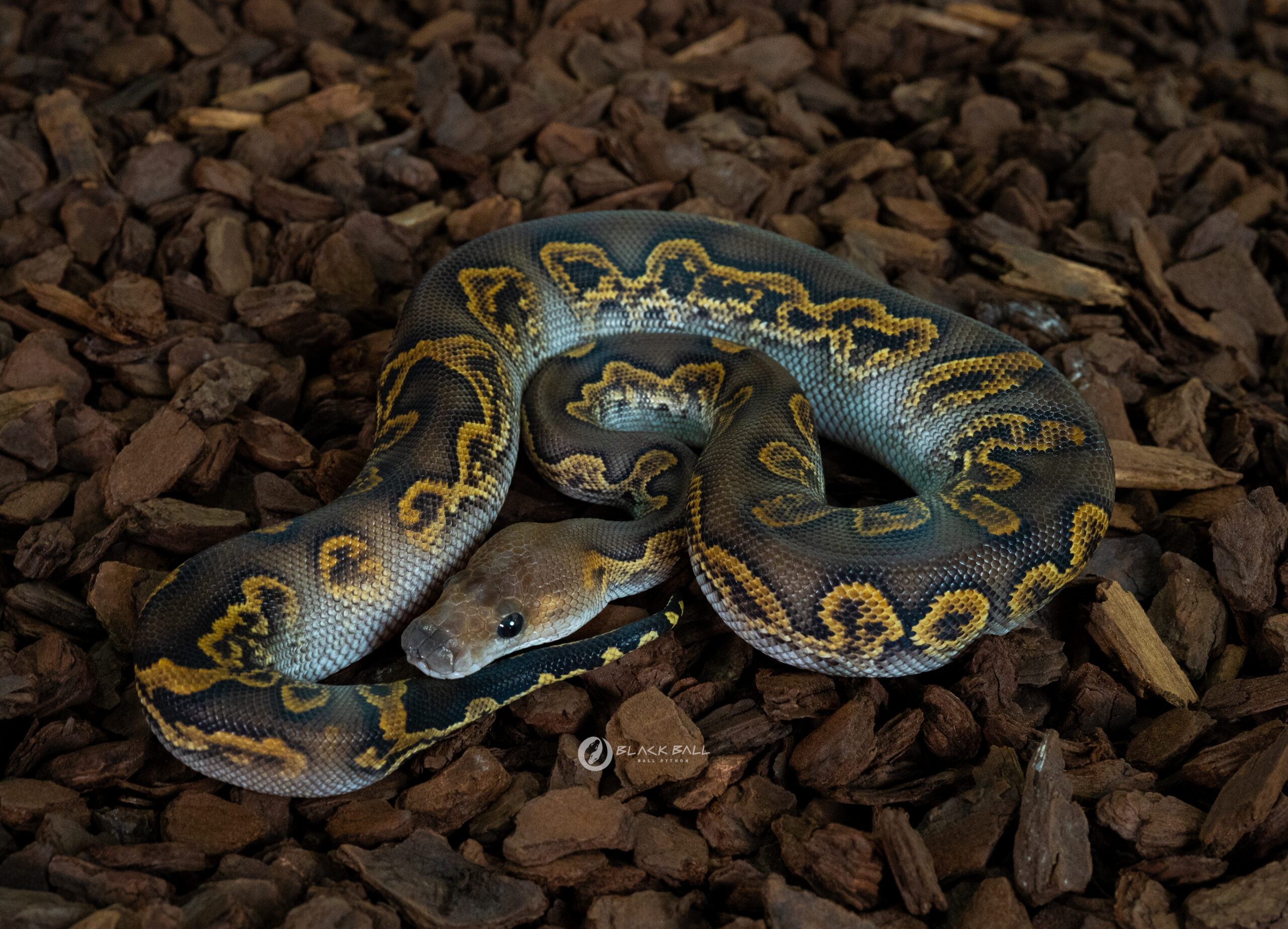 0.1 GHI Black Head Redstripe Clown