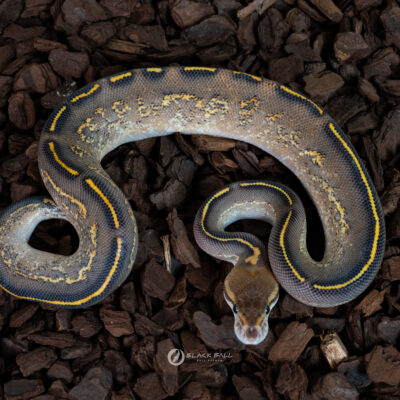 0.1 Cypress Black Pastel Freeway 100% Het Clown