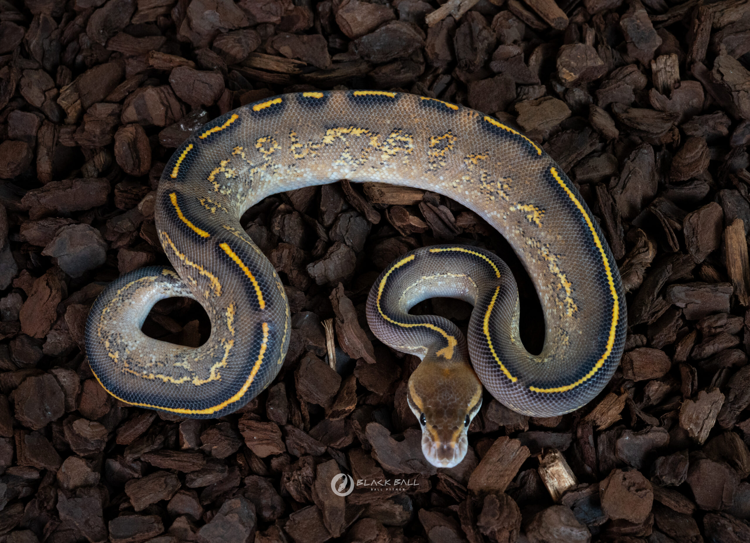 0.1 Cypress Black Pastel Freeway 100% Het Clown