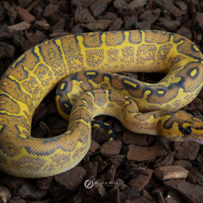 0.1 Cypress Freeway Clown