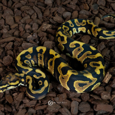 1.0 Chocolate Redstripe Spotnose YB 100% Het Clown