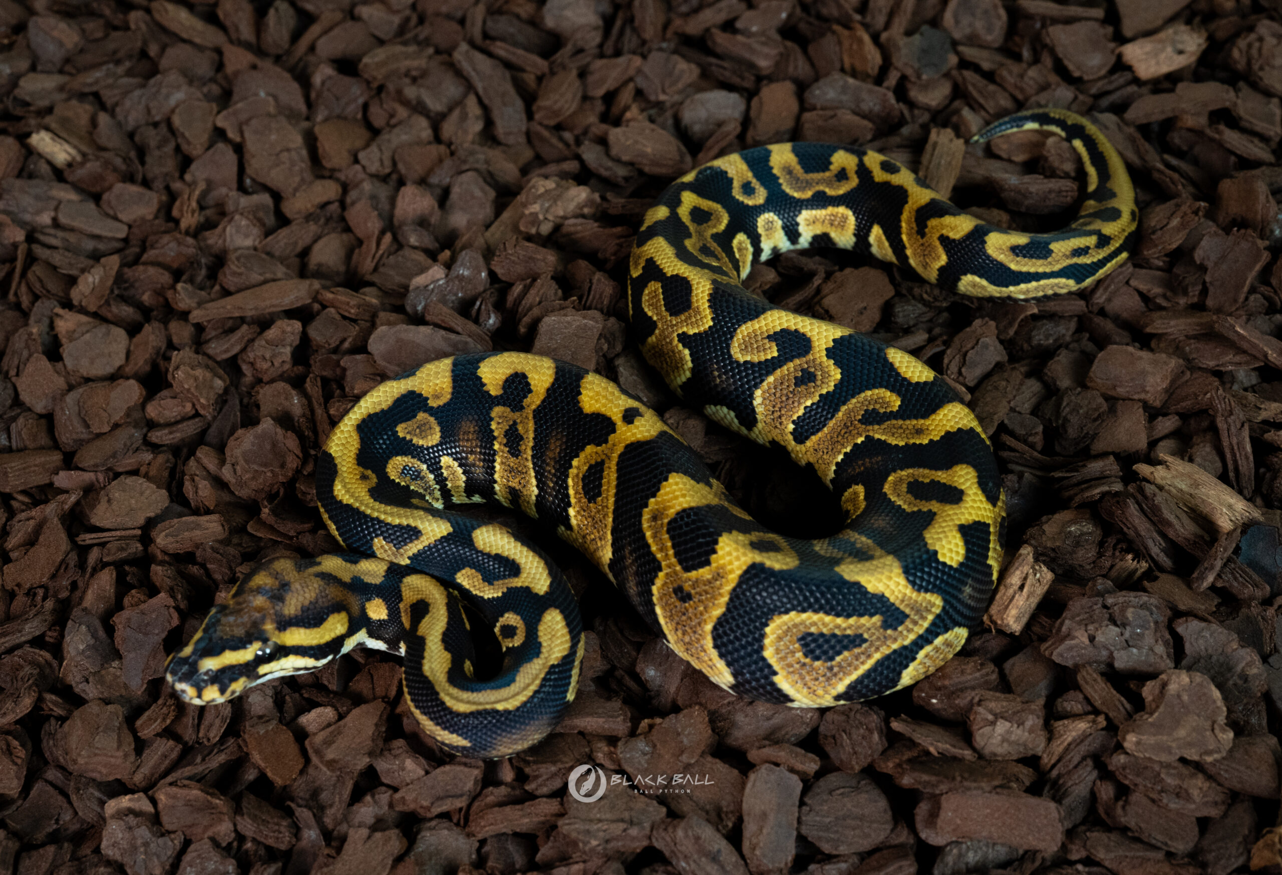 1.0 Chocolate Redstripe Spotnose YB 100% Het Clown