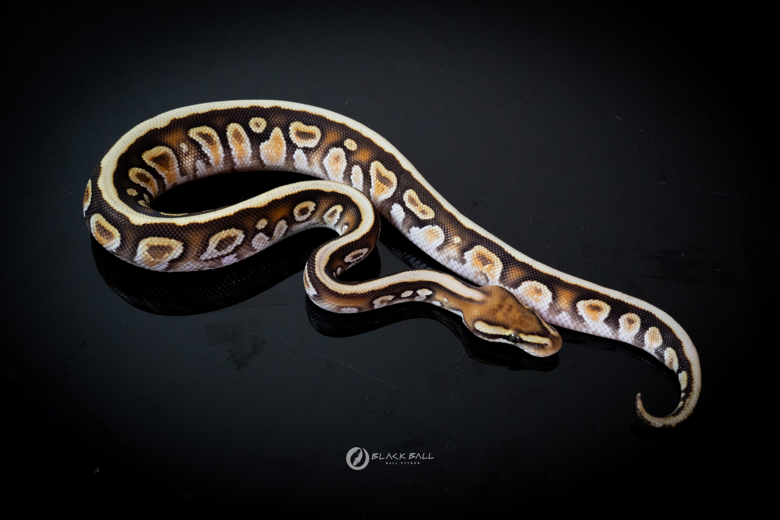 1.0 Cypress Redstripe Special Spotnose 100% Het Clown