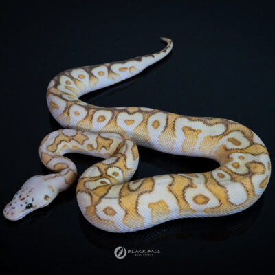 0.1 Cypress Enchi Special Spotnose Firefly Clown