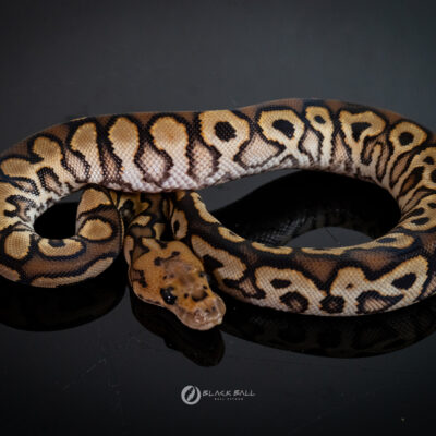0.1 Redstrip Black Pastel Special Spotnose Clown