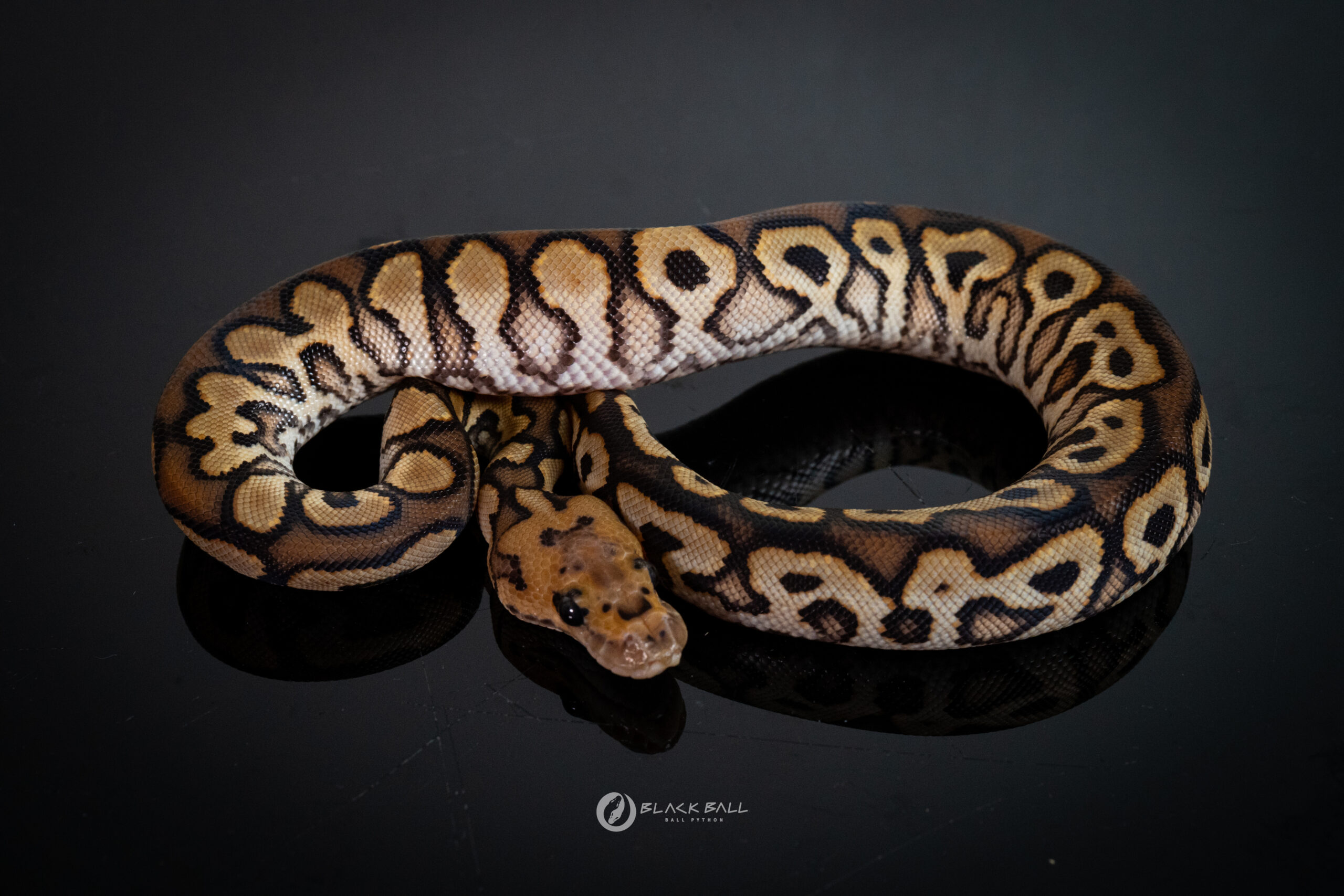 0.1 Redstrip Black Pastel Special Spotnose Clown