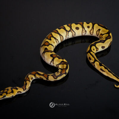 1.0 Redstripe Enchi Special Spotnose Clown