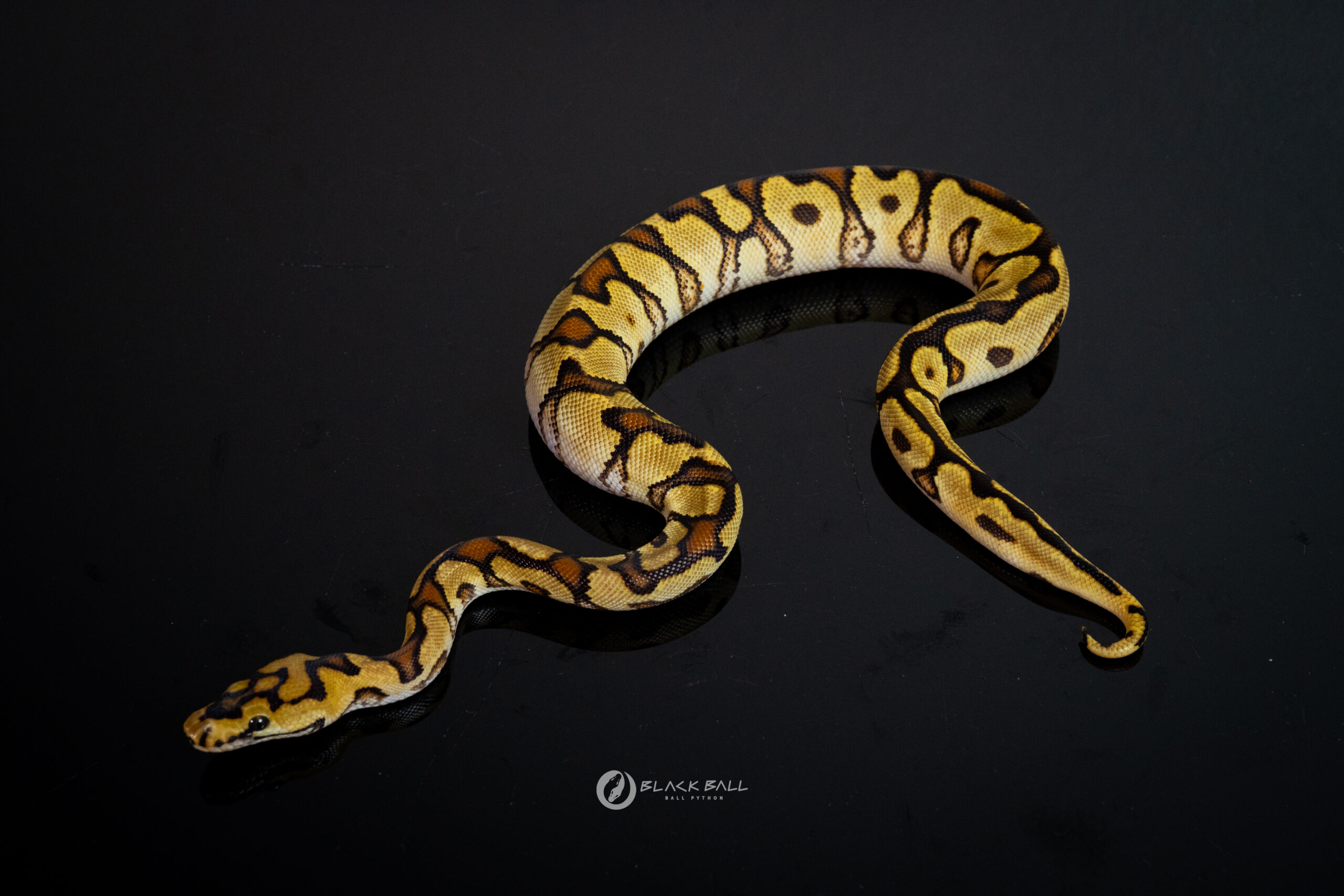 1.0 Redstripe Enchi Special Spotnose Clown