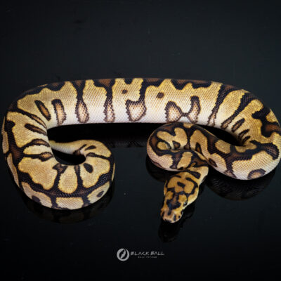 0.1 Enchi Redstrip Spotnose Clown