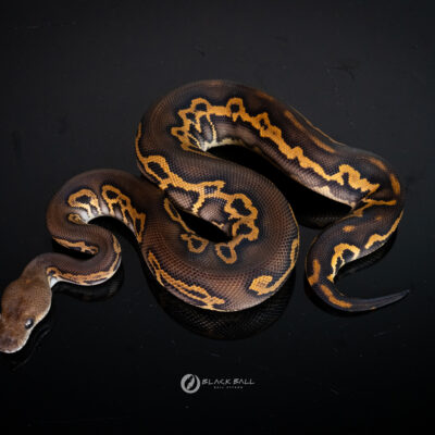 1.0 Black Head Black Pastel Redstrip Leopard Clown