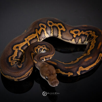 0.1 Black Head Black Pastel Redstrip Leopard Clown