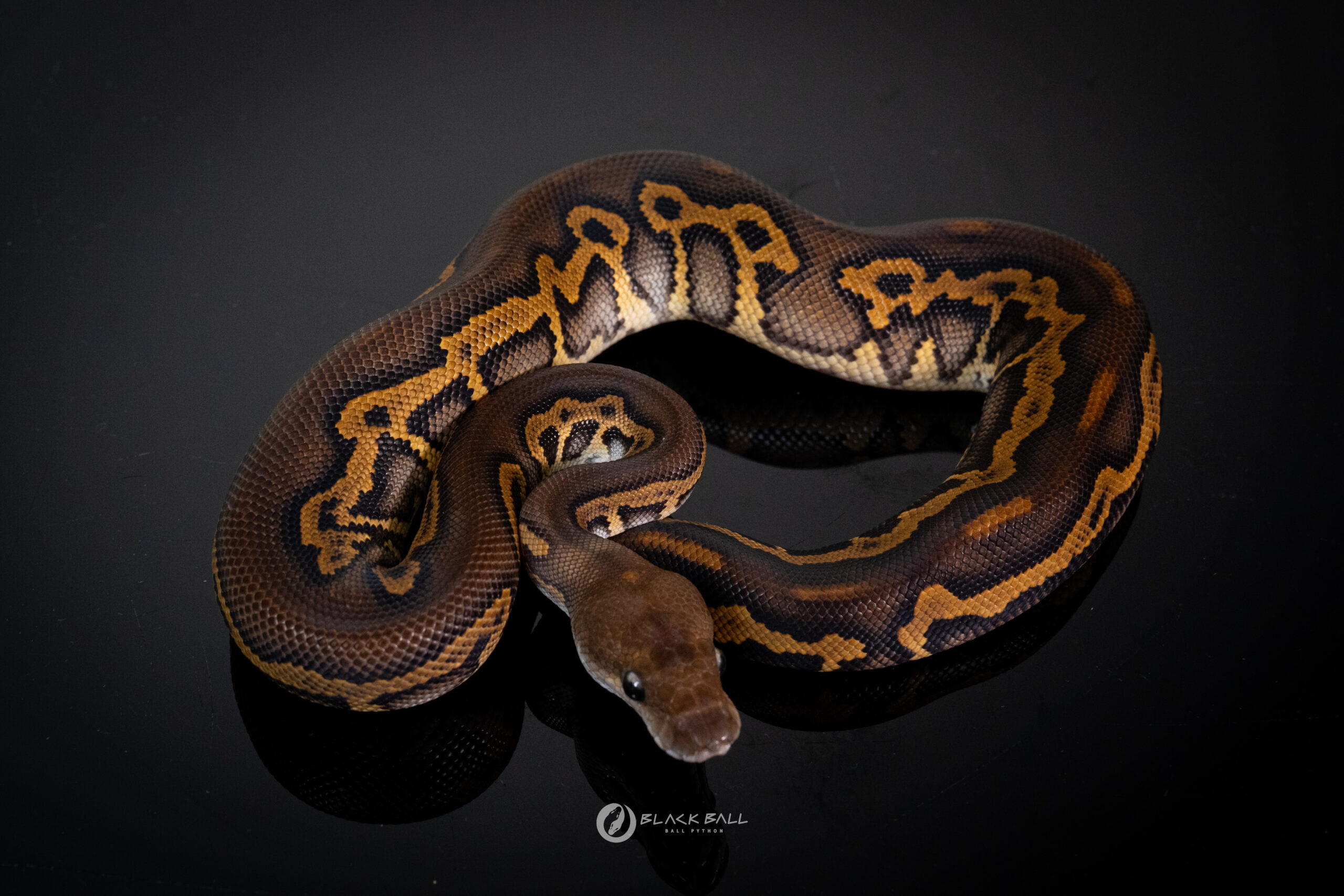0.1 Black Head Black Pastel Redstrip Leopard Clown