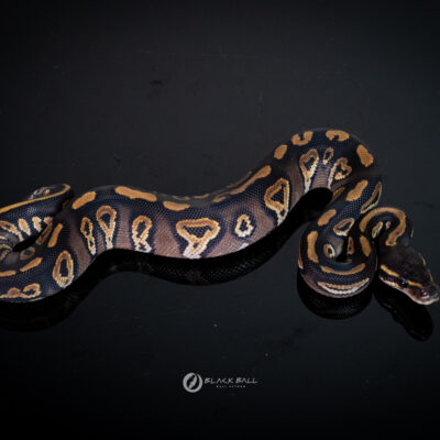 1.0 Black Head Redstrip Phantom 100%Het Clown