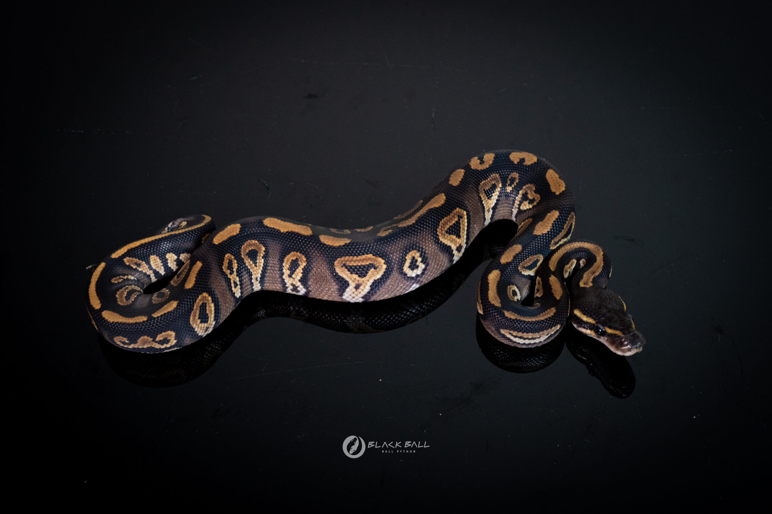 1.0 Black Head Redstrip Phantom 100%Het Clown