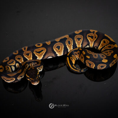 0.1 Black Pastel Redstripe 100% Het Clown