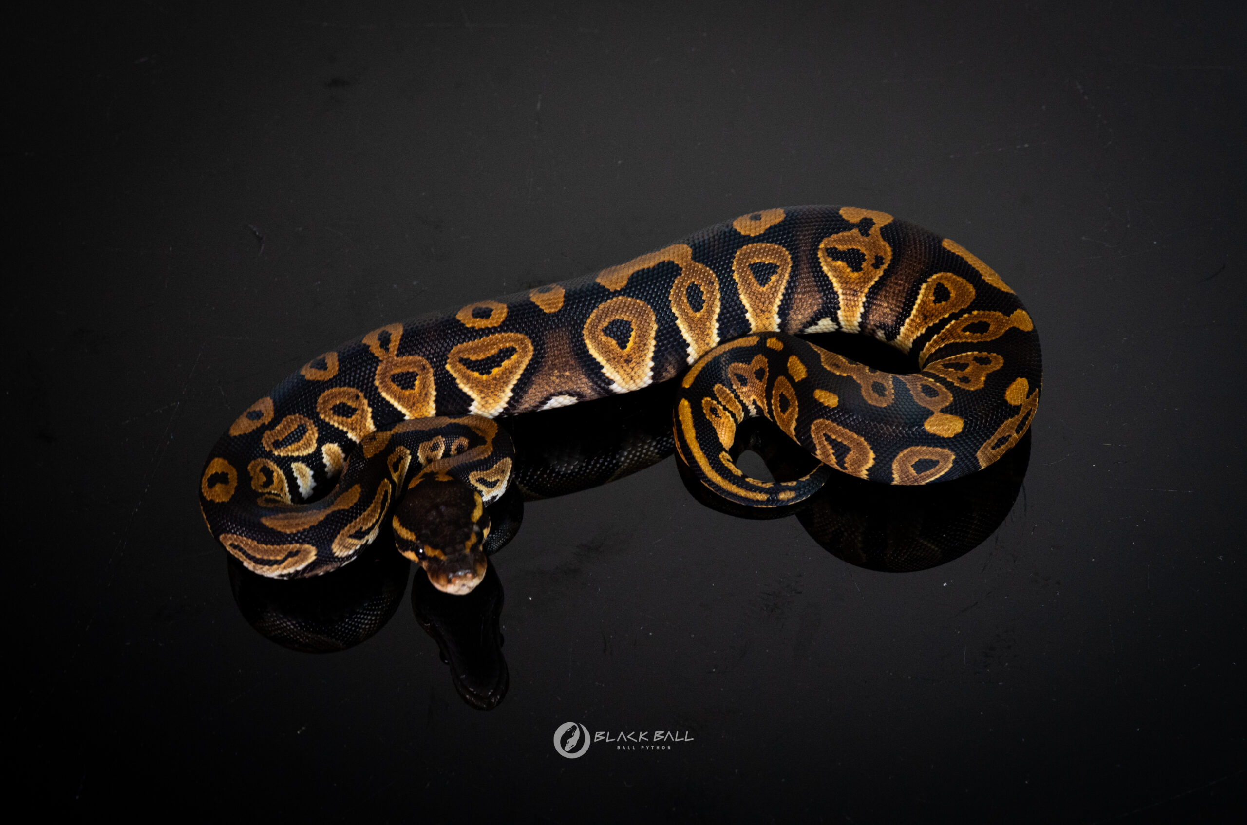 0.1 Black Pastel Redstripe 100% Het Clown
