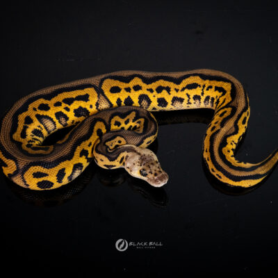1.0 Black Head Redstripe Leopard Phantom Pastel Clown