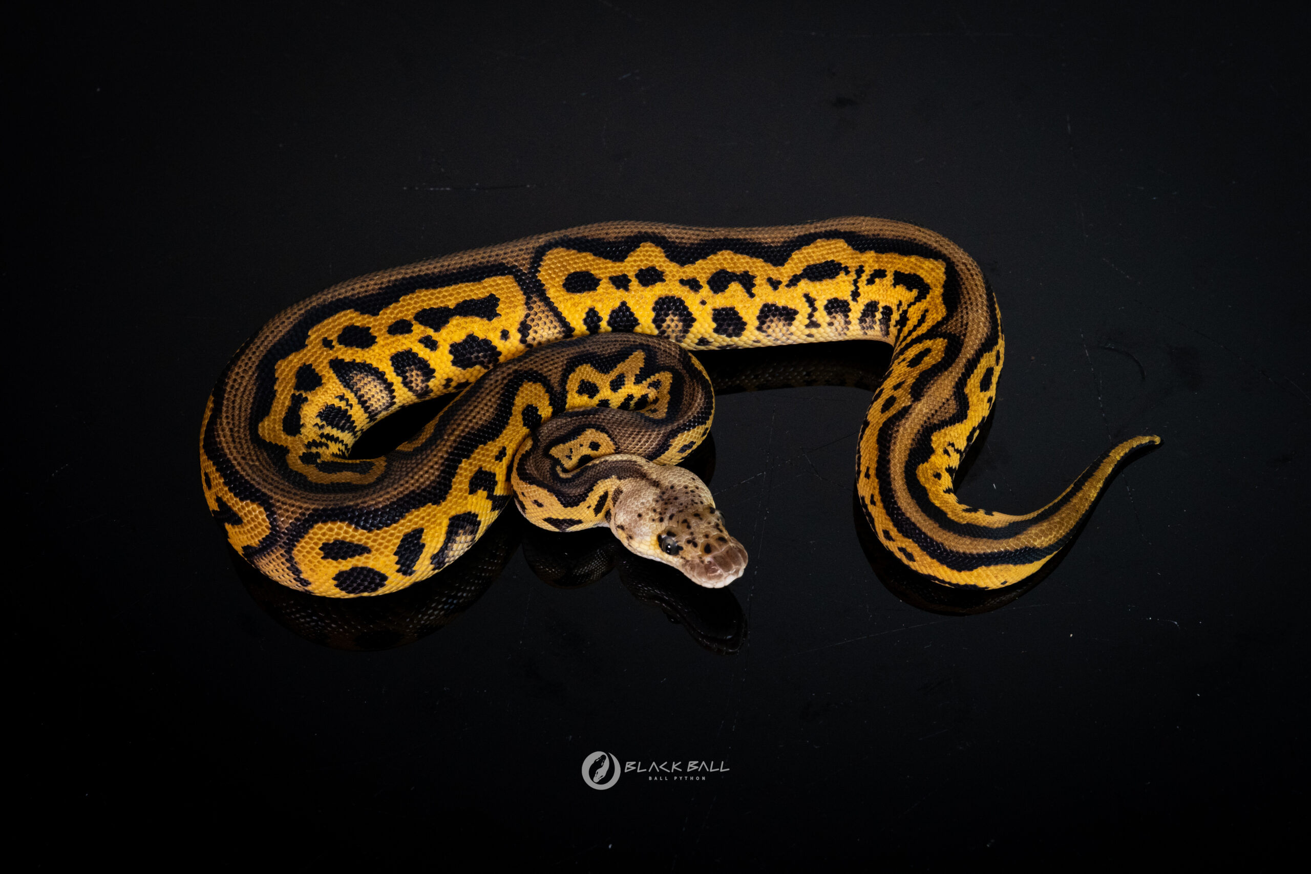 1.0 Black Head Redstripe Leopard Phantom Pastel Clown