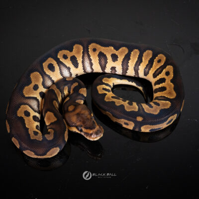 0.1 Chocolate Redstrip Clown Poss Special AAA+