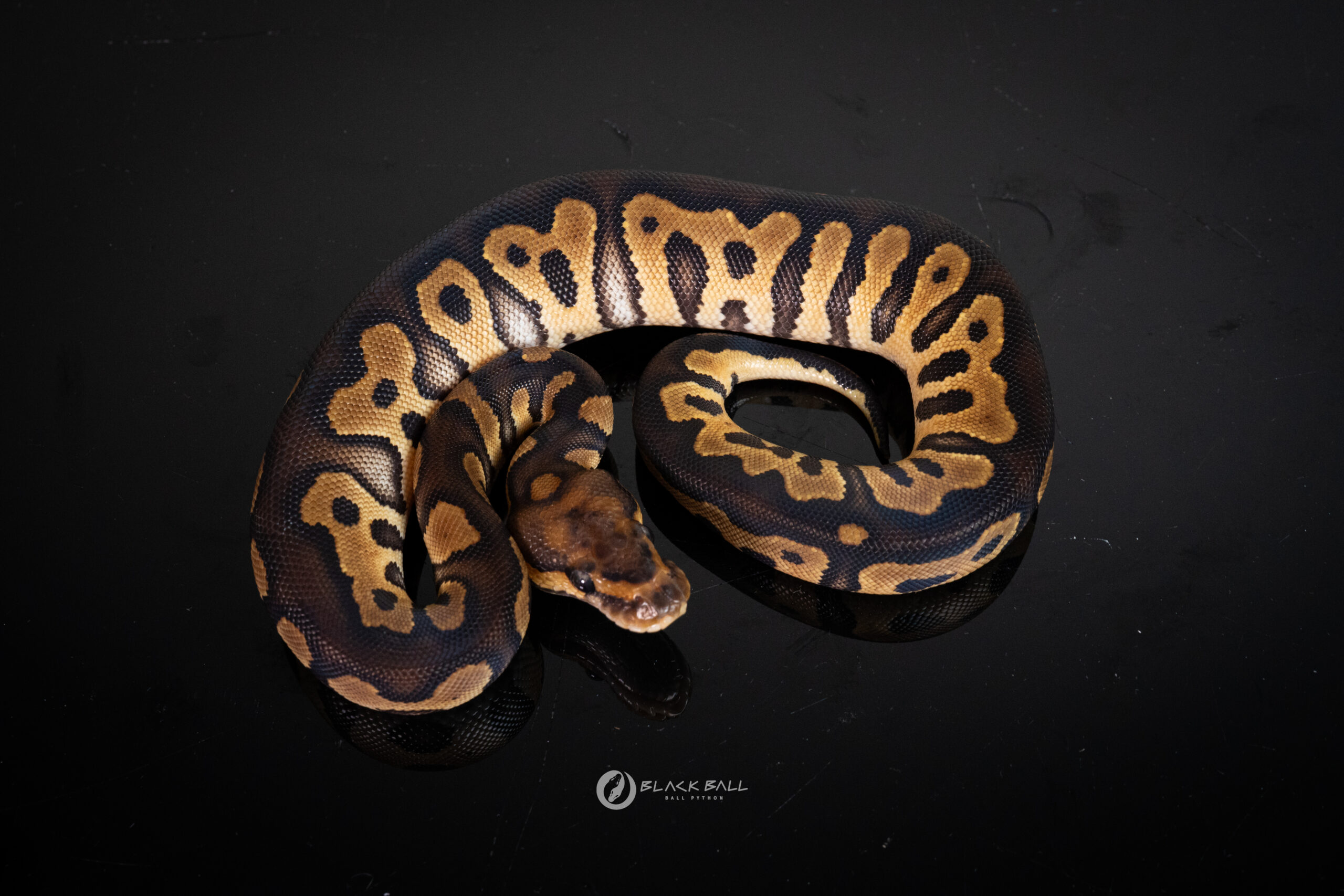 0.1 Chocolate Redstrip Clown Poss Special AAA+