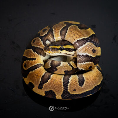 1.0 Chocolate Redstripe Special 100% DH Ghost Clown