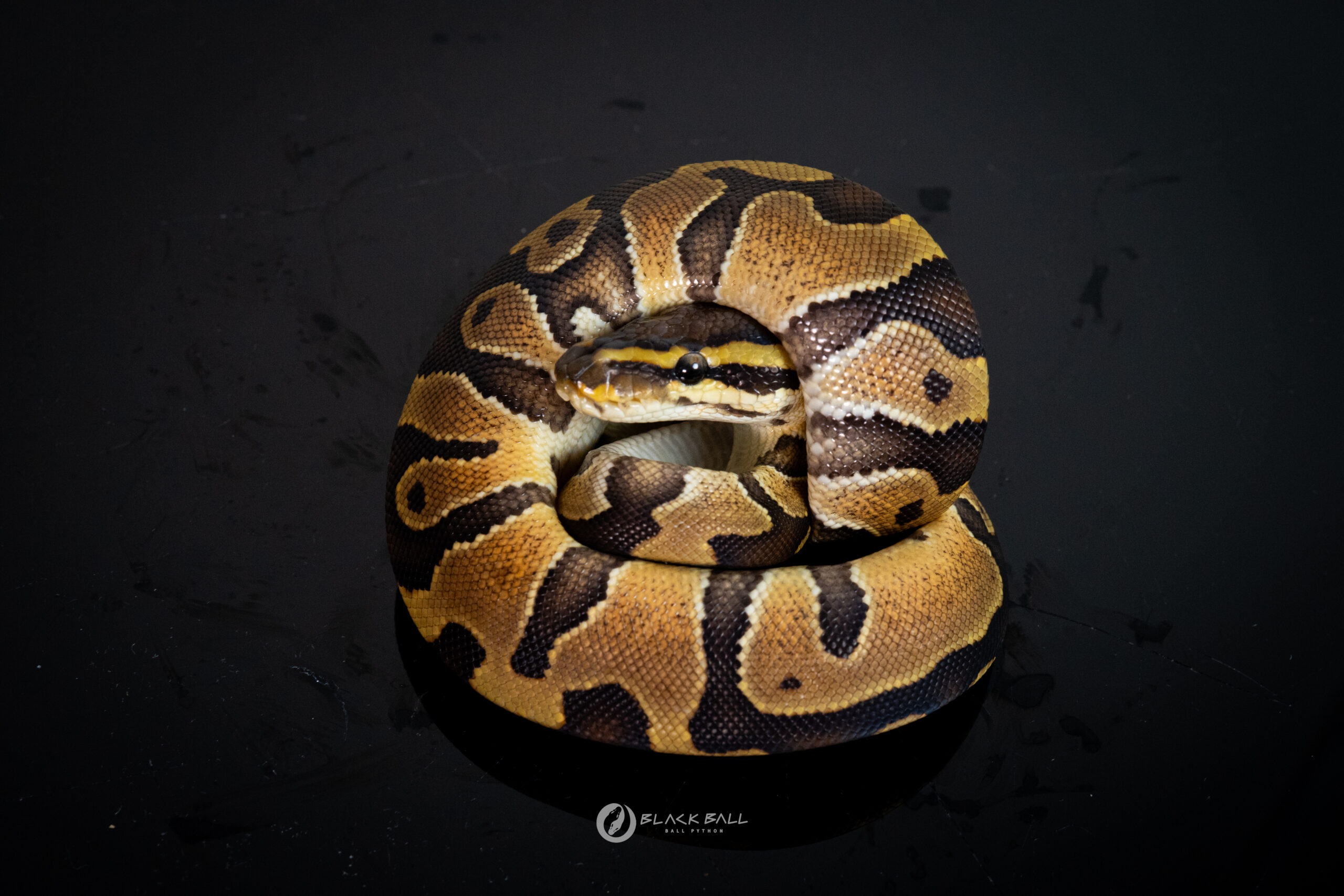 1.0 Chocolate Redstripe Special 100% DH Ghost Clown