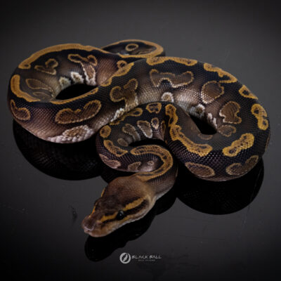 1.0 Black Pastel GHI Mahogany 100% Het Clown