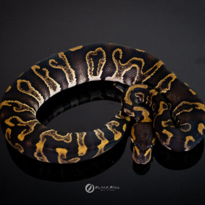 0.1 Chocolate GHI Redstrip Leopard 100% Het Clown